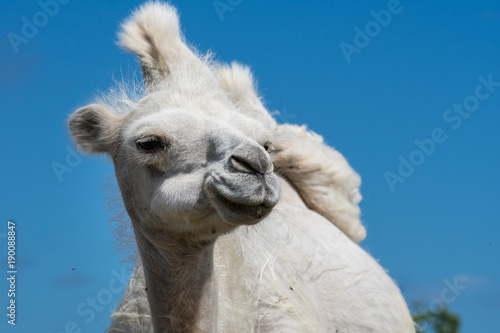 Closeup low angle front view of a female white camel © Magnus