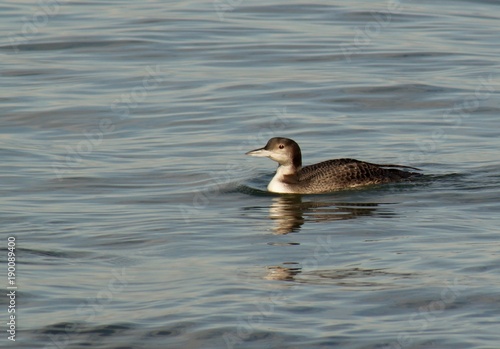 Loon in Monterey Bay