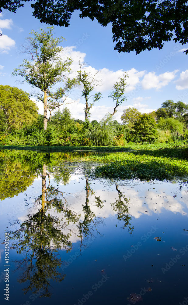 Fototapeta premium Idyllic tree reflection in the lake