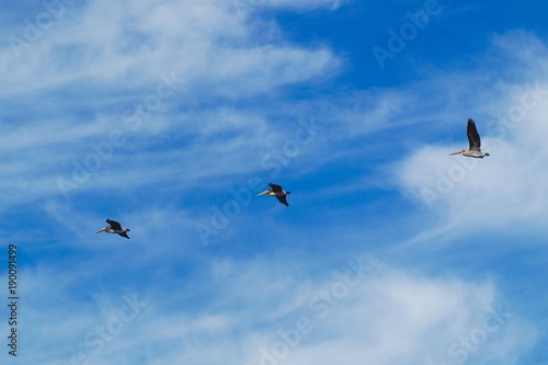 Three Pelicans in Flight