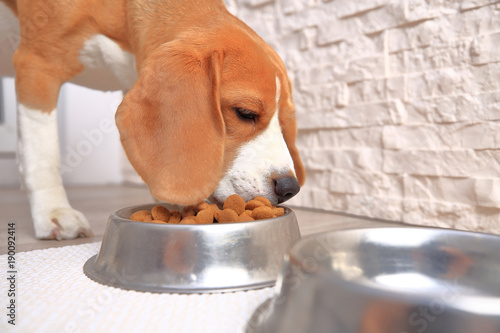 Beagle dog eats