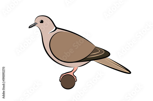 Collared Dove. Vector Illustration Of A Collared Dove