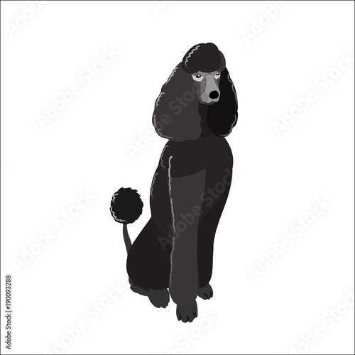 The poodle isolated on white background, vector illustration dog.