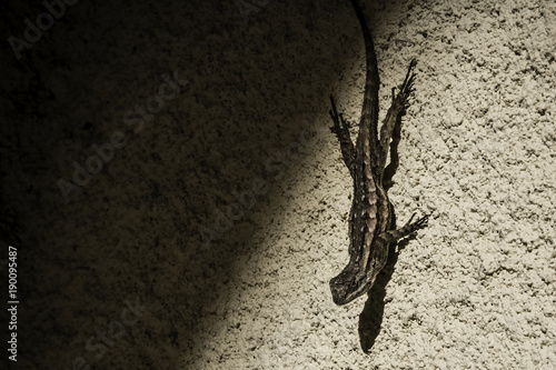 Lizard In Light Climbing Down Stucco Wall