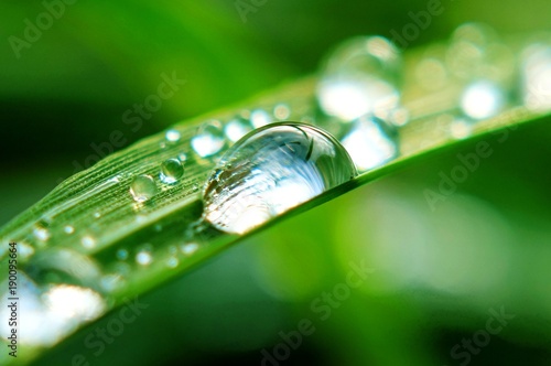 Green leaves for background Krople wody na trawie, rosa w trawie o poranku 