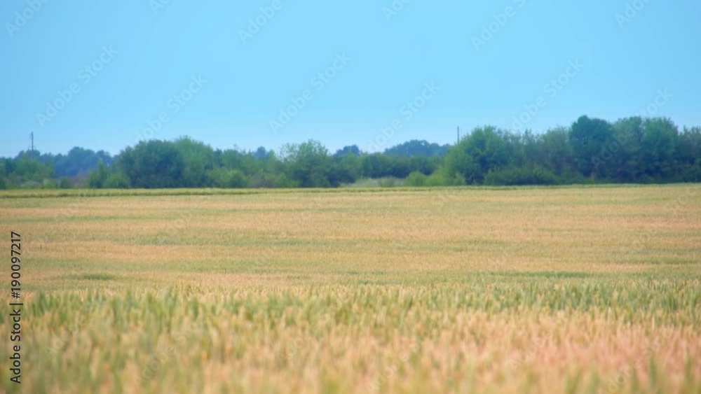 Wheat or rye spikelets field full HD video. Harvest agriculture farm rural landscape background. Wheat or rye spikelets field full HD video. Harvest agriculture farm rural landscape background.
