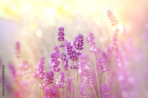 Soft focus on lavender flower, lavender flowers lit by sunlight
