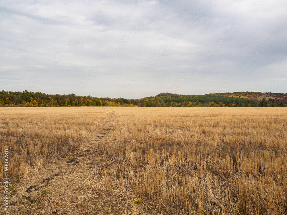 Horizontal views of a field with stubble, autumn landscape with forest on skyline and dramatic sky. Nature, rural view of farmland and plants in the beautiful surroundings.