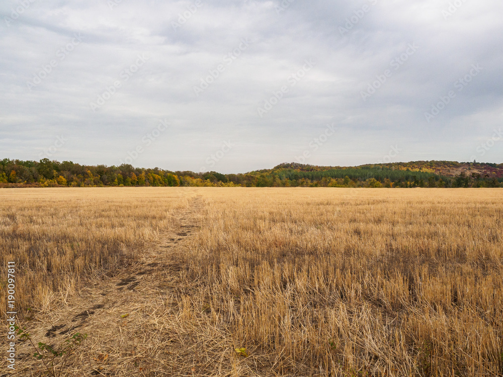 Horizontal views of a field with stubble, autumn landscape with forest on skyline and dramatic sky. Nature, rural view of farmland and plants in the beautiful surroundings. Horizontal views of a field with stubble, autumn landscape with forest on skyline and dramatic sky. Nature, rural view of farmland and plants in the beautiful surroundings.
