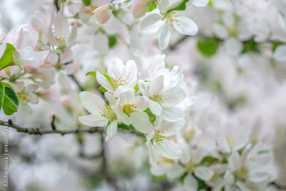 Macro of apple tree branch in blossoming apple orchard, selective focus. Macro of apple tree branch in blossoming apple orchard, selective focus.