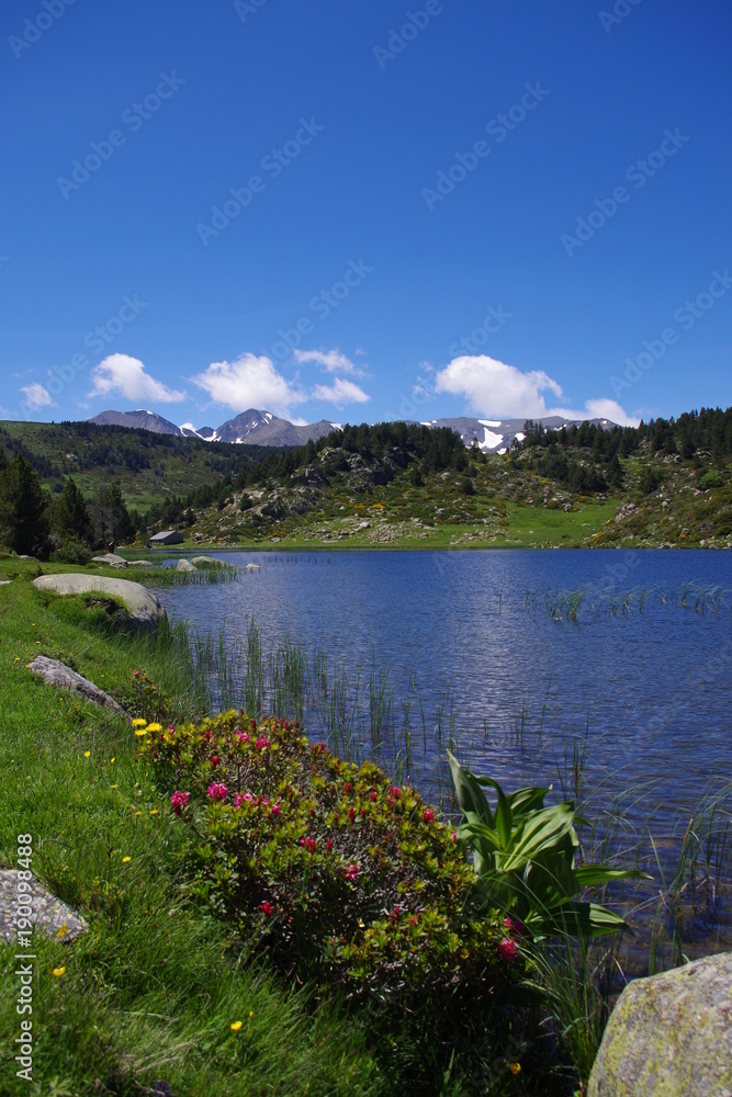 Etang de montagne Carlit dans les Pyrénées Orientales et fleurs roses de rhodendrons