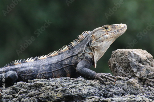 Iguana portrait profile on a rock. © silvia