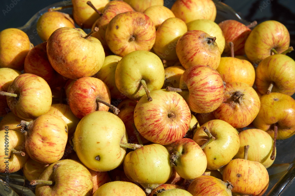apples apples