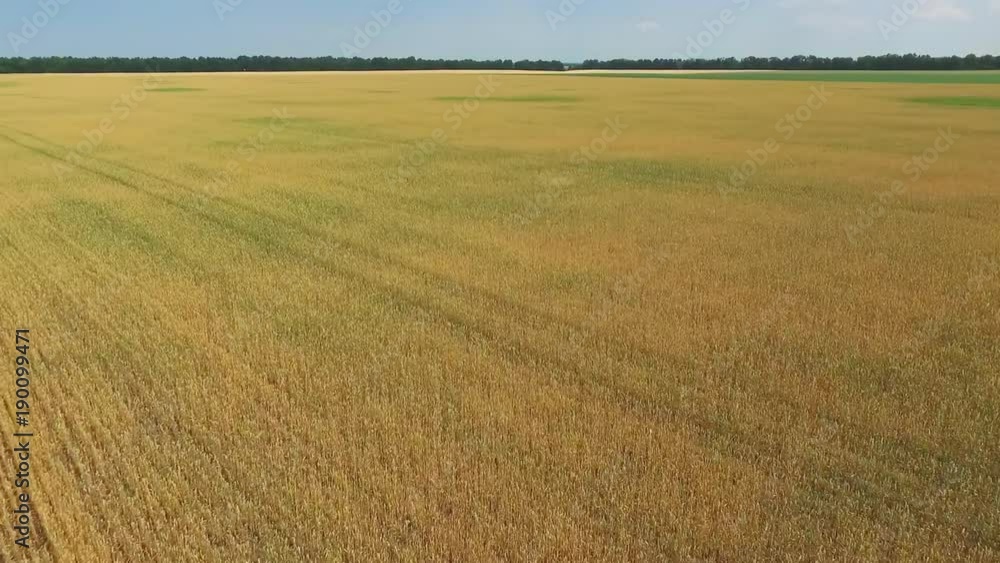 Flight over wheat rye field aerial view full HD video. Harvest agriculture farm rural landscape. Flight over wheat rye field aerial view full HD video. Harvest agriculture farm rural landscape.