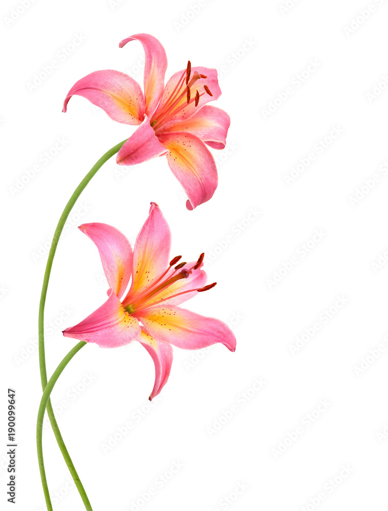 Two pink lily flowers. Isolated on white background Two pink lily flowers. Isolated on white background