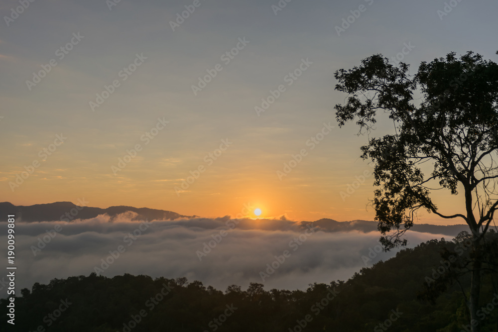 Mountain mist