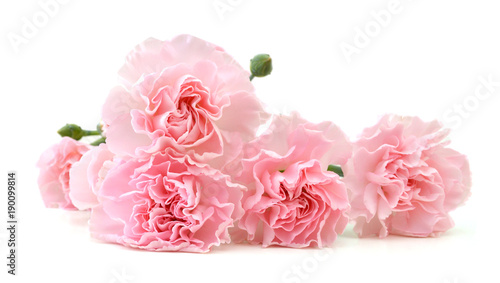 Carnations on white © ImagesMy