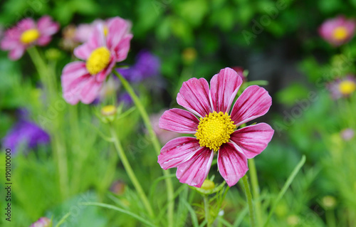 Cosmos flowers