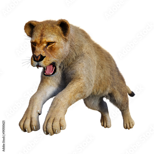 Fototapeta Naklejka Na Ścianę i Meble -  3D Rendering Female Lion on White