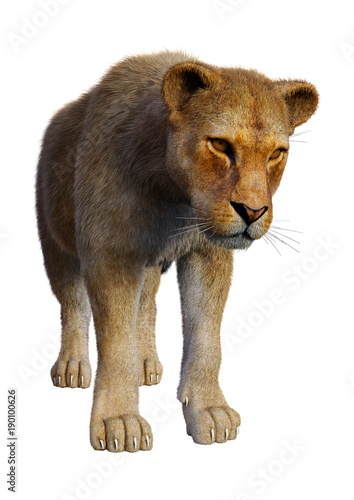 Fototapeta Naklejka Na Ścianę i Meble -  3D Rendering Female Lion on White