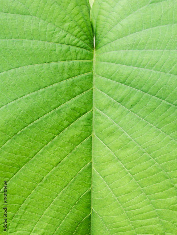 Texture of Elephant creeper Leaf Texture of Elephant creeper Leaf