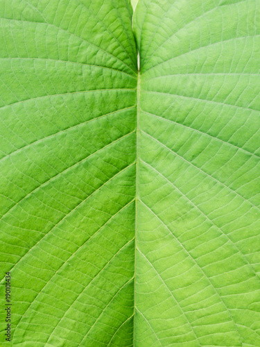 Texture of Elephant creeper Leaf