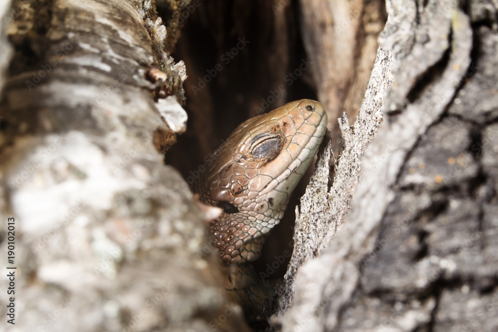 Sound sleep. To be basked in the sun. The lizard is basked in the sun. Tranquillity. Крепкий сон. Греться на солнце. Ящерица греется на солнце . Спокойствие Sound sleep. To be basked in the sun. The lizard is basked in the sun. Tranquillity. Крепкий сон. Греться на солнце. Ящерица греется на солнце . Спокойствие