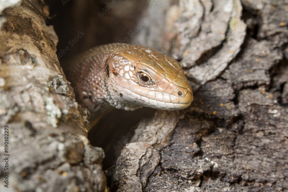 Sound sleep. To be basked in the sun. The lizard is basked in the sun. Tranquillity. Крепкий сон. Греться на солнце. Ящерица греется на солнце . Спокойствие Sound sleep. To be basked in the sun. The lizard is basked in the sun. Tranquillity. Крепкий сон. Греться на солнце. Ящерица греется на солнце . Спокойствие