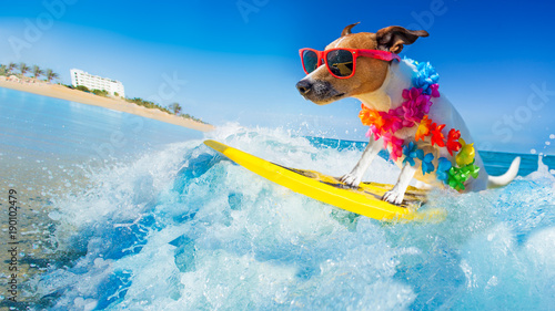 dog surfing on a wave photo
