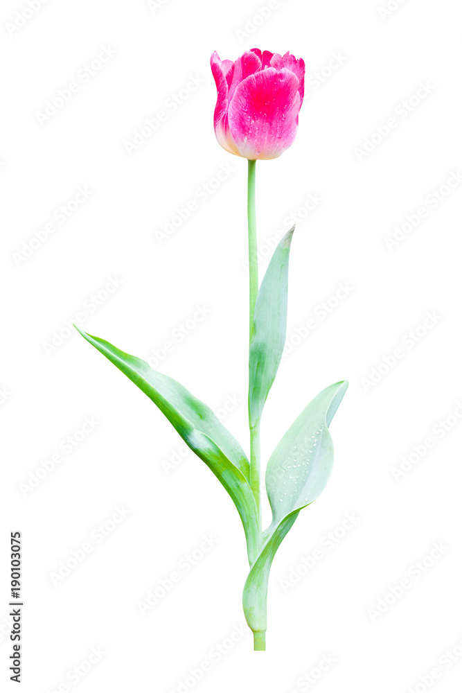 tulip