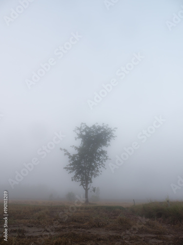 Alone Tree was Covered in Fog