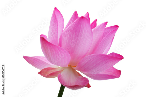 beautiful blooming lotus flower isolated on white background.