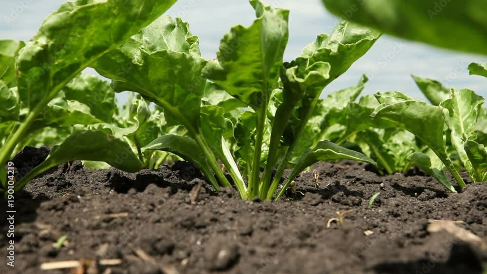 Agricultural industry. Close-up shot of young green sprouts of sugar beet. HD Agricultural industry. Close-up shot of young green sprouts of sugar beet. HD