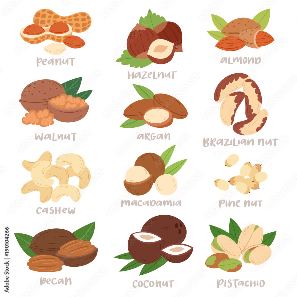 Nut vector nutshell of hazelnut or walnut and almond nuts set nutrition with cashew peanut and chestnuts nutmeg illustration isolated on white background Nut vector nutshell of hazelnut or walnut and almond nuts set nutrition with cashew peanut and chestnuts nutmeg illustration isolated on white background
