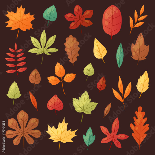 Autumn leaf vector autumnal leaves falling from fallen trees leafed oak and leafy maple or leafing foliage illustration fall of leafage set with leafage isolated on background