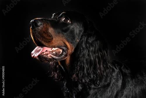 Obraz na płótnie Gordon setter dog on a black background 