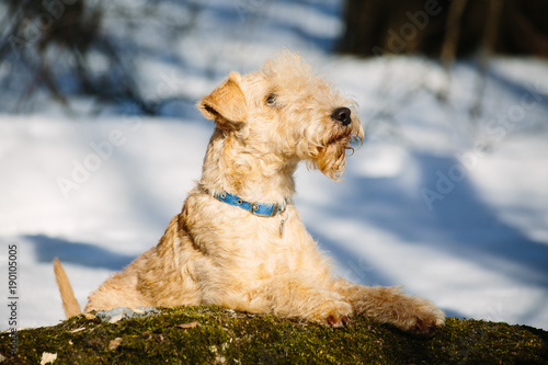 Lakeland terrier dog on a log in the forest on a sunny winter day