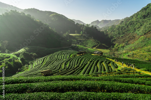 Landscape of green tea field