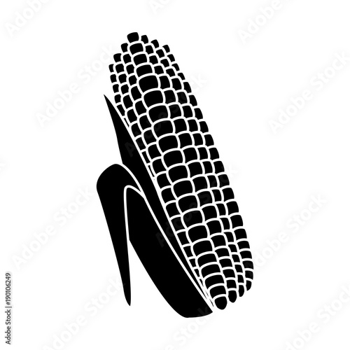 Fresh corn isolated icon vector illustration graphic design