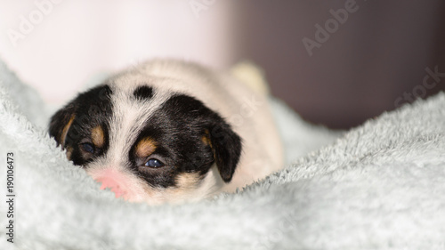 A small puppy, Jack Russell Terrier, opened his eyes for the first time and sees the world on the eyes. The dog is lying on a soft towel. © Rajtar photography