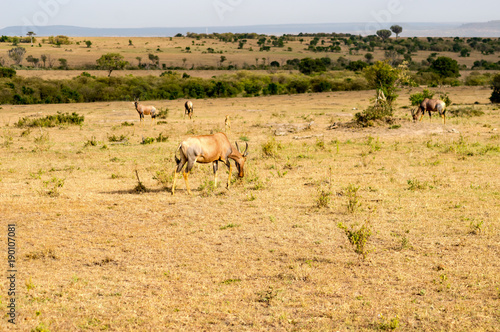 Topi grazing in the savannah of Masai Mara Park in Kenya