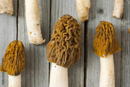 Morels