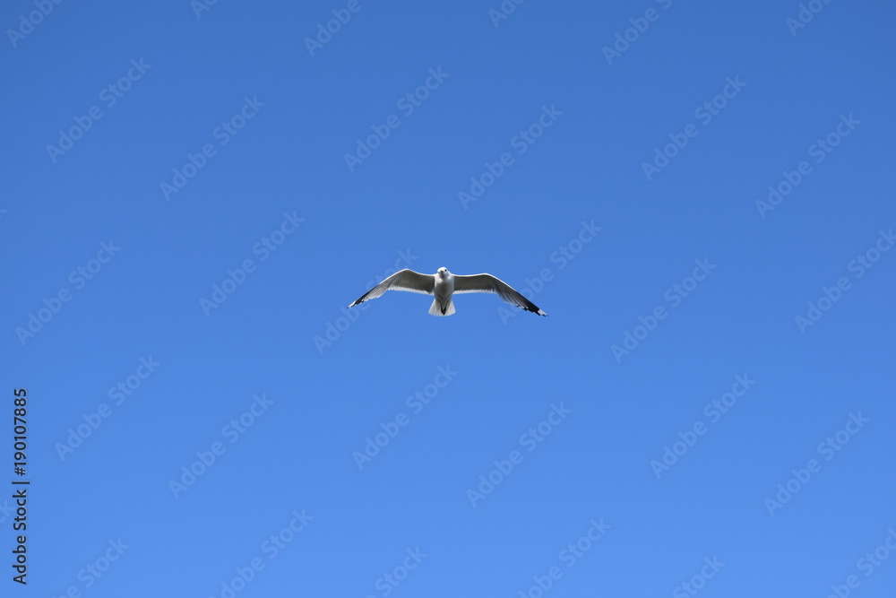 Seagull Seagull