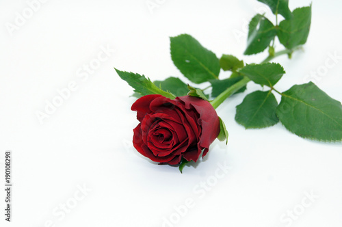 Rote Rose freigestellt auf wei  em Hintergrund