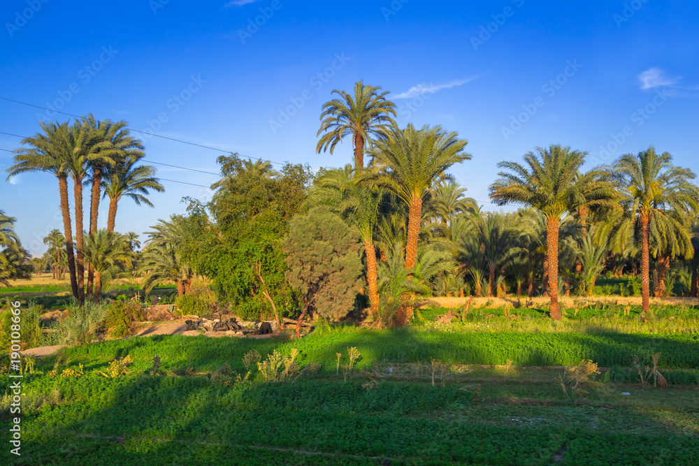 Date palm trees plantation in Egypt