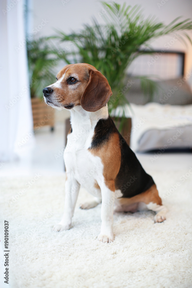 Cute beagle sitting on carpet indoors