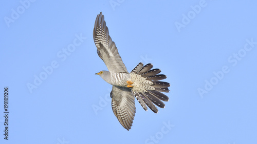 Fotografia Common cuckoo (Cuculus canorus)