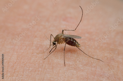 mosquito sucking blood on human skin.
