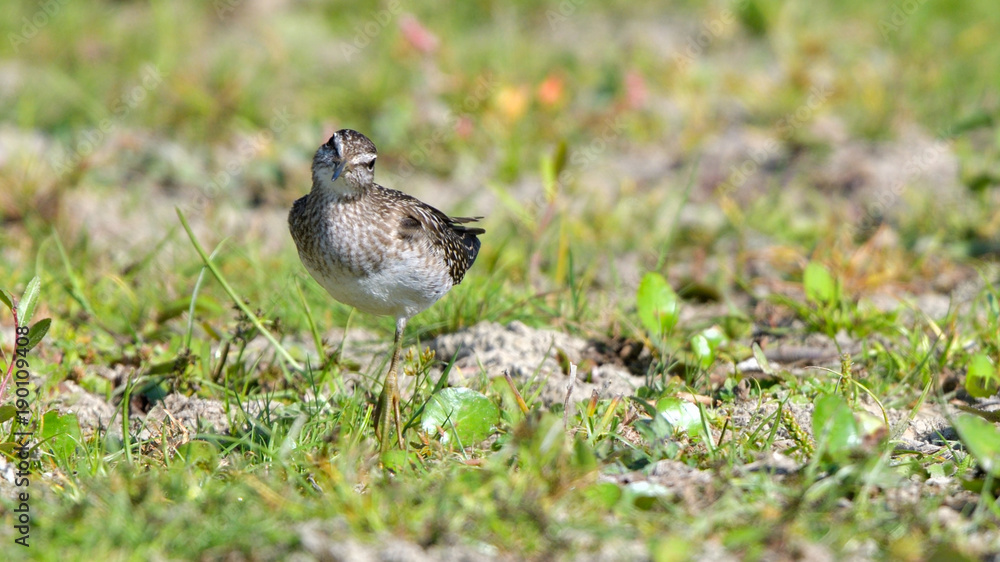 Wood sandpiper (Tringa glareola) Wood sandpiper (Tringa glareola)