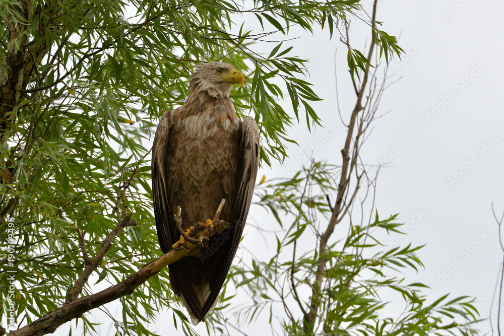 White Tailed Eagle (Haliaeetus albicilla) White Tailed Eagle (Haliaeetus albicilla)
